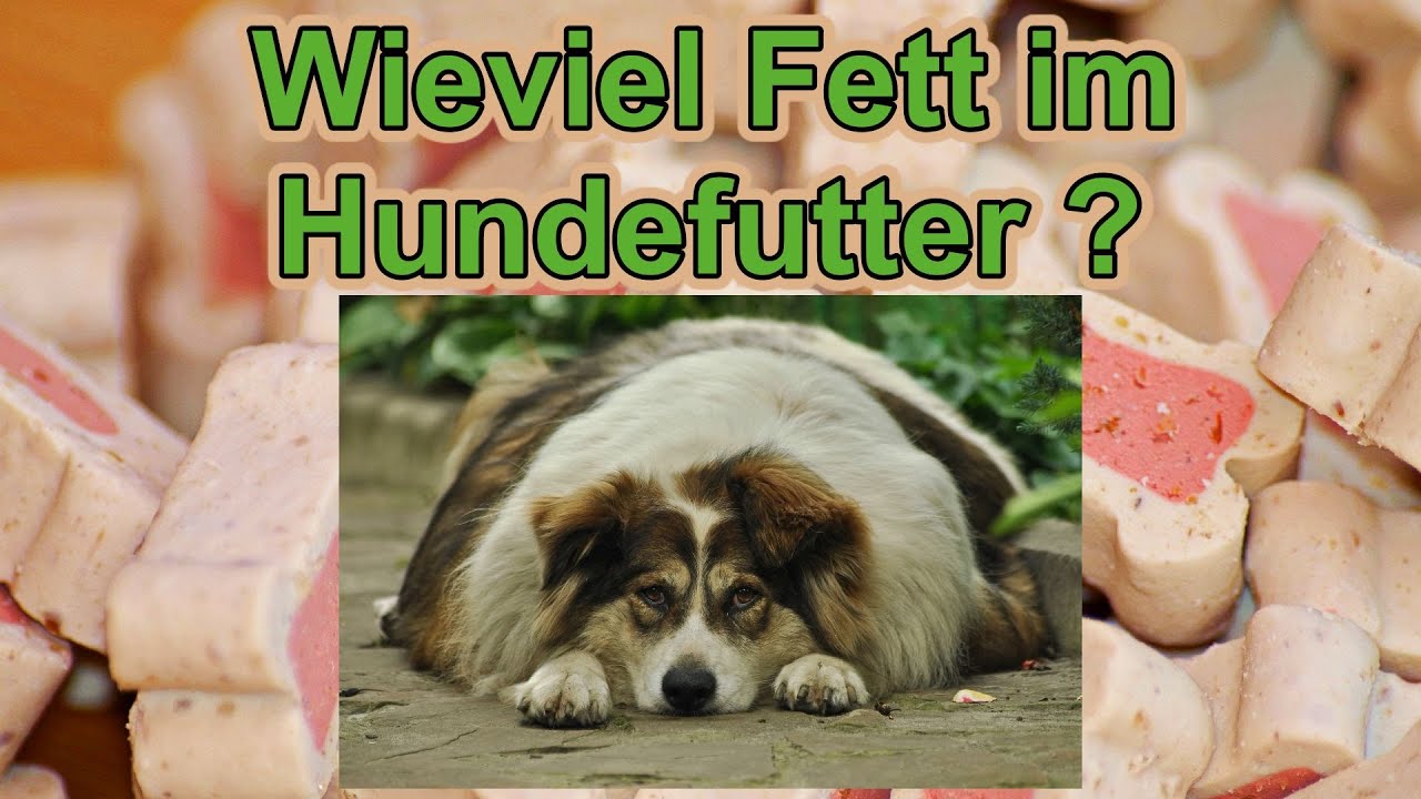 Ist Fett im Hundefutter wichtig ? / Hundeernährung / Nature Trails