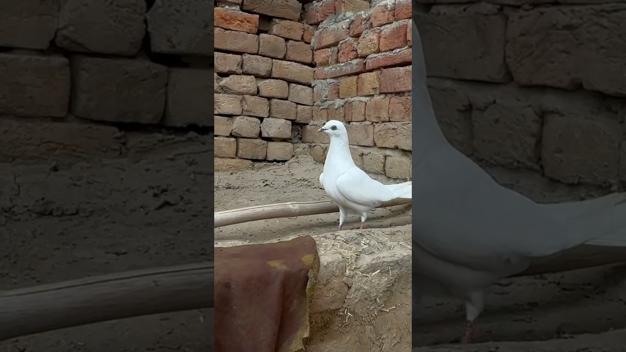 Kabutar Pakra 2024 #shorts #youtubeshorts #kabutar #pigeon #bazi