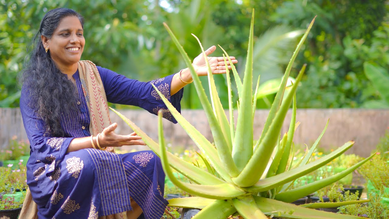 കറ്റാർവാഴ ഇതുപോലെ വളരാൻ | Aloevera Cultivation and care