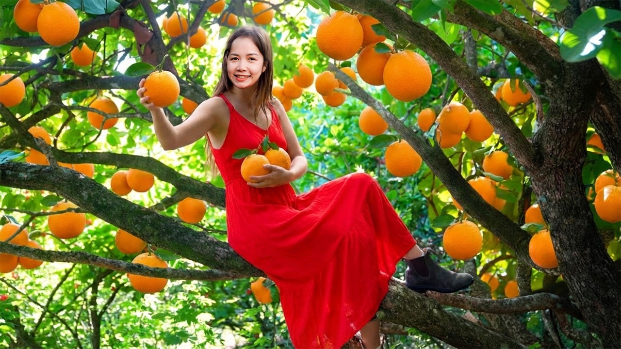 TIMELAPSE - 389 Days Harvesting 1000+Kg Orange, Winter Melon, Bitter Melon Go To Sell