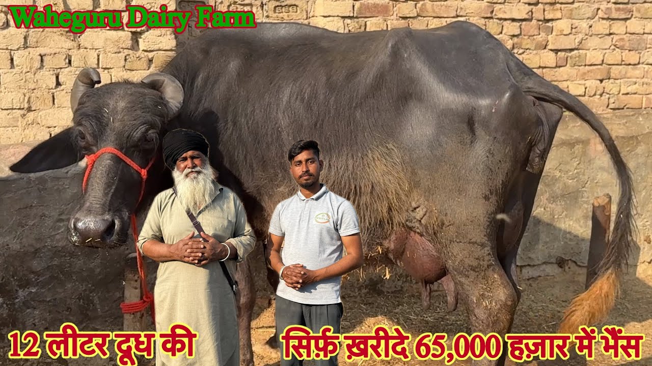 आज़ सिर्फ़ 65,000 हज़ार में भैंस ✅ 12 से 16 लीटर दूध की 🏆 For Sale Buffalo Or Cow 😱ट्रांसपोर्ट फ़्री