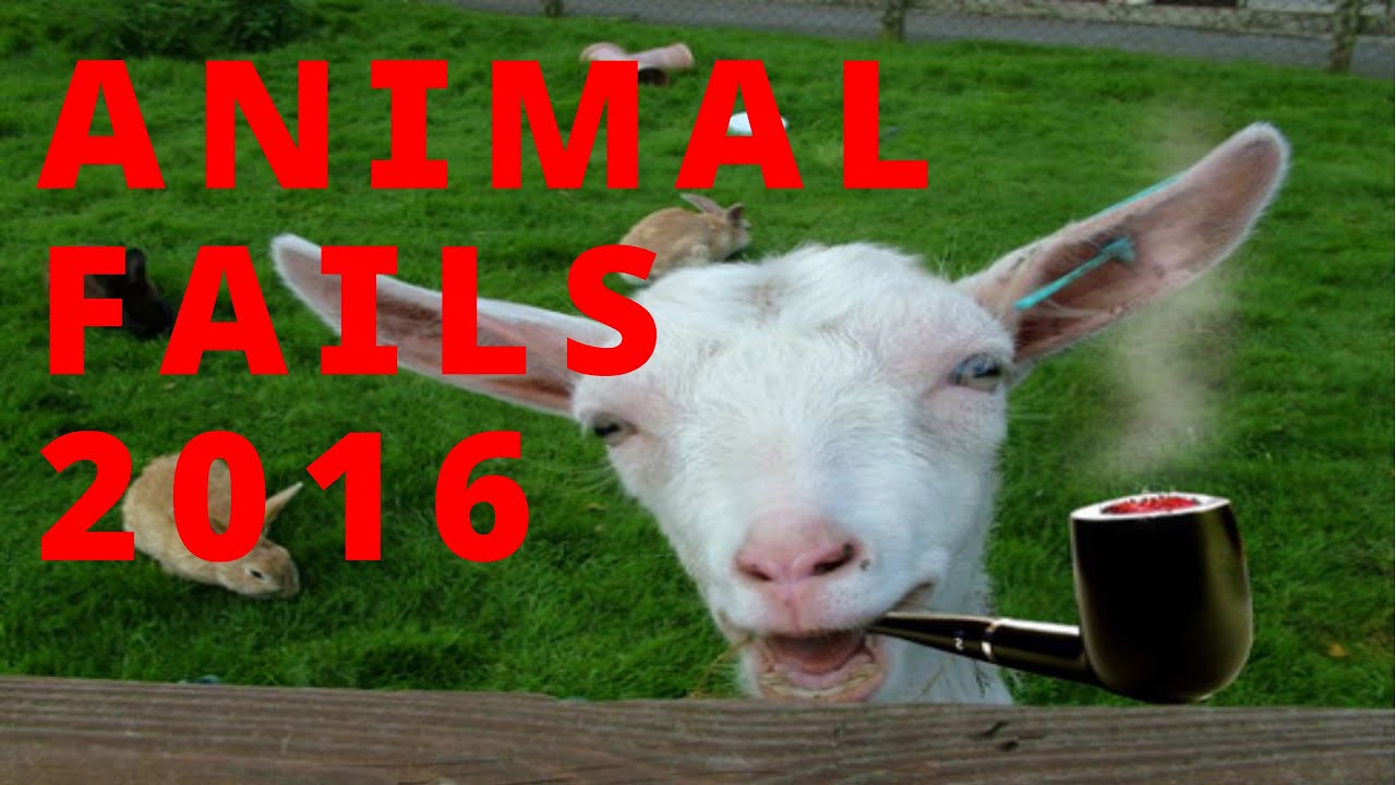 Epic Animal Fails | february 2016 Ultimate Funny Animal Fails Compilation