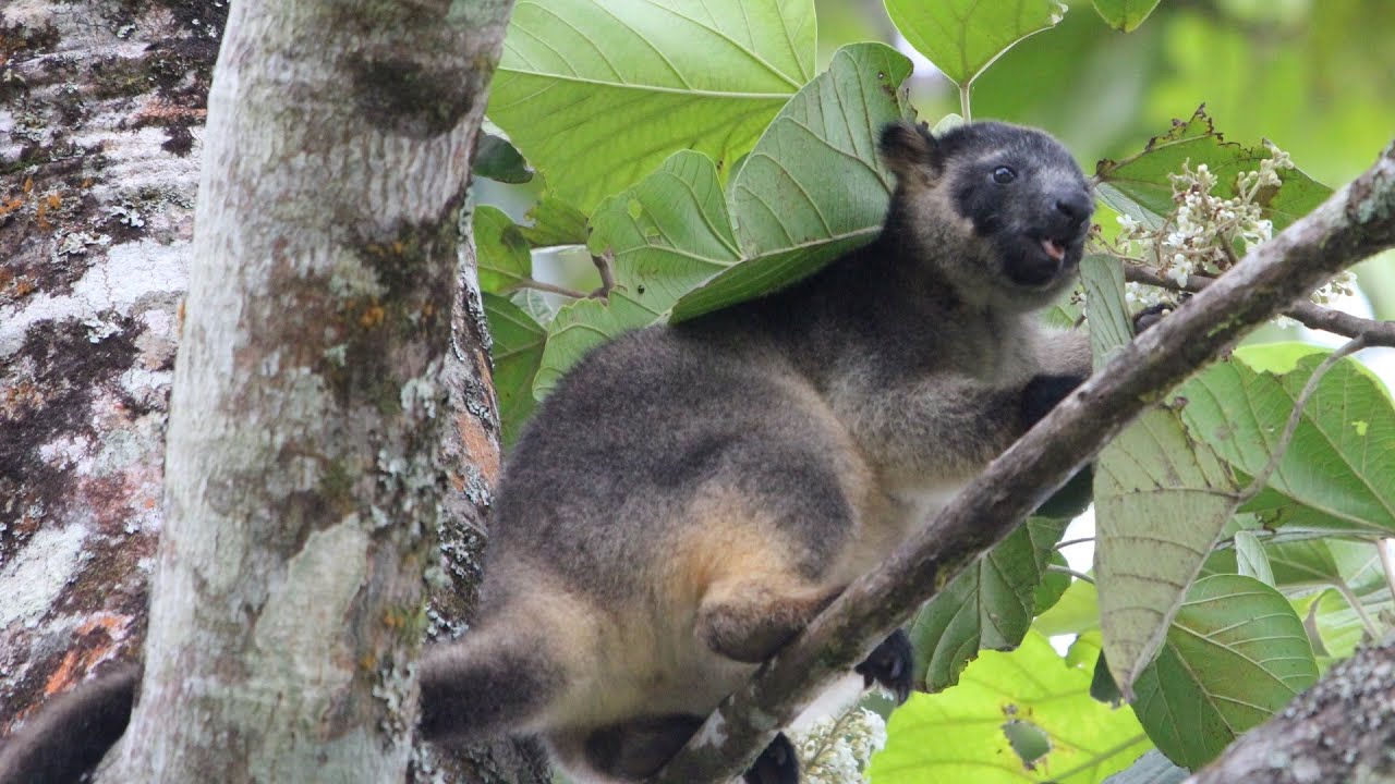 Where are Tropical Rainforests located?