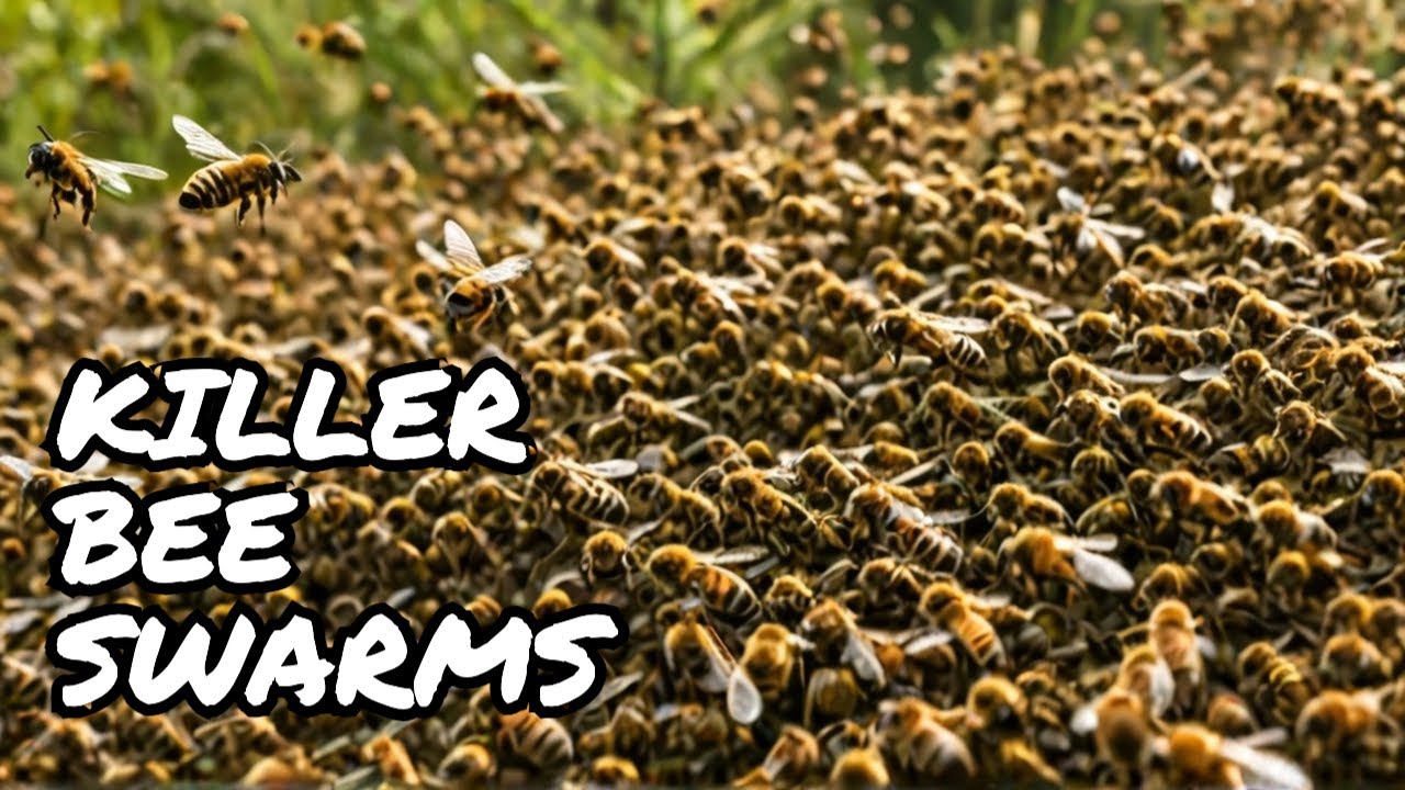 All About Africanized Bees: The Killer Swarms That Chase for Miles