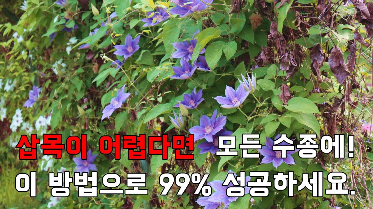 클레마티스 삽목이 어렵다면 휘묻이 하세요. 손쉬운 클레마티스 번식, 으아리 번식  - Clematis cuttage