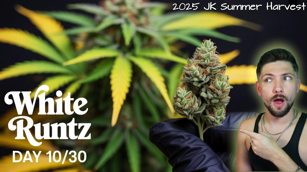 Is White Runtz Really This Good After 10 Days? Day 10/30 
