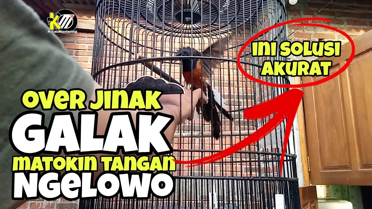 Trik jitu dan mudah mengatasi murai batu over jinak,matuk tangan ,galak dan ngelowo