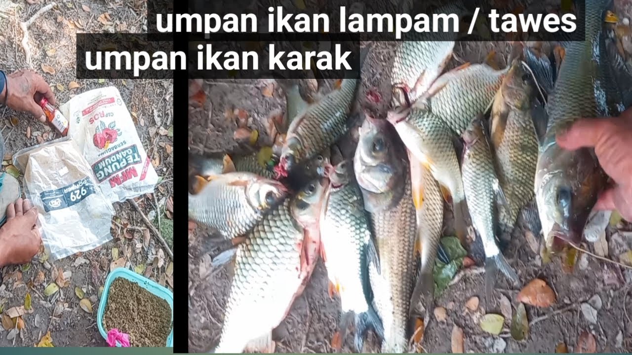 Umpan ikan lampam atau tawes,ikan karak mancing di lumbung mancing cara apung atau kambangan