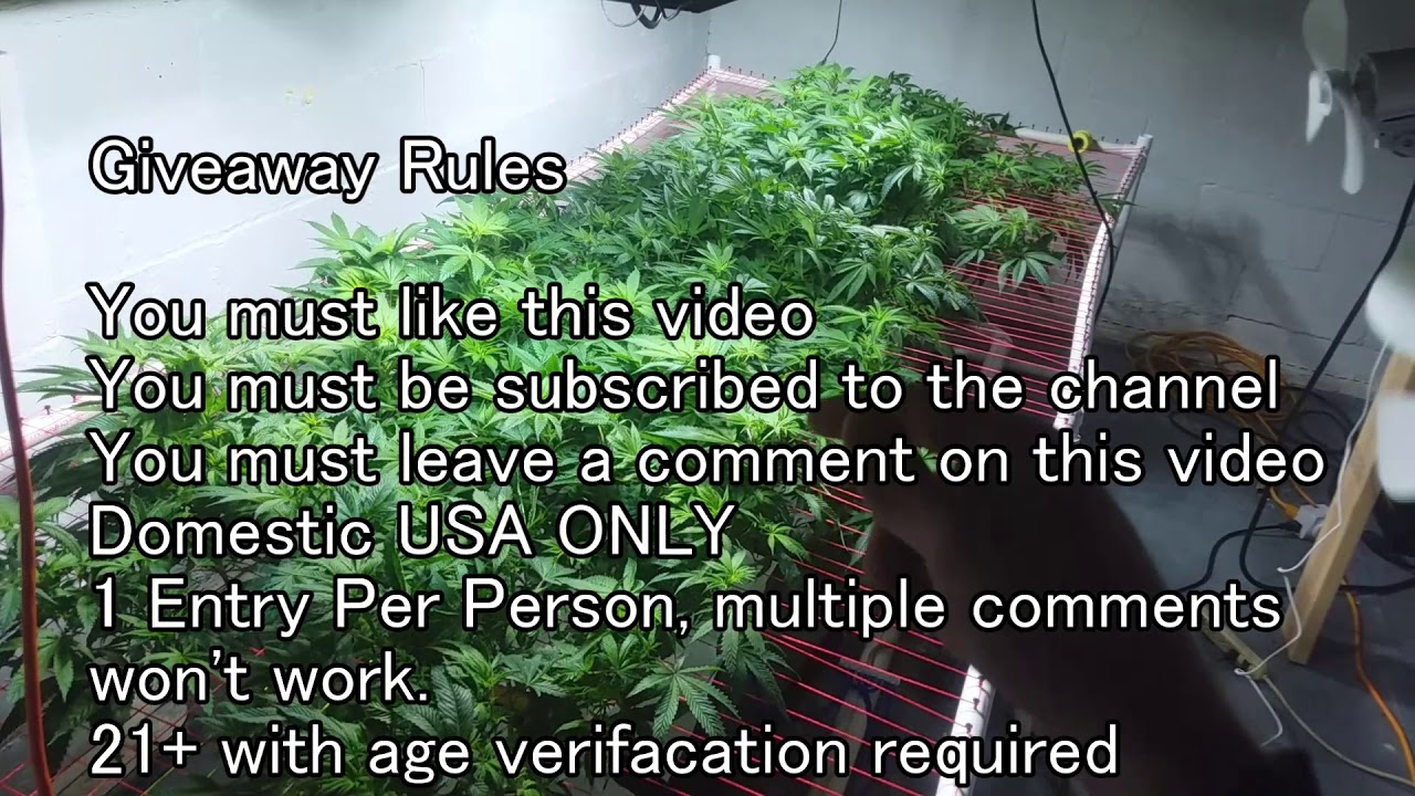 1000 Subscriber Giveaway Enter the Purple Portal!  Ocean Grown Seeds