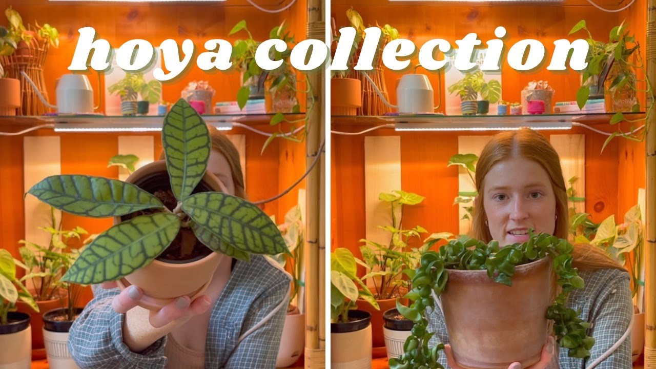 Hoya Collection | my ENTIRE hoya collection, hoya tour, rare plants