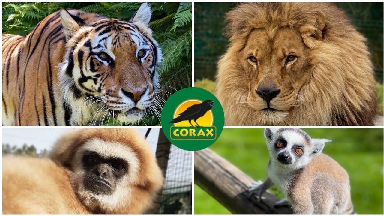 VISITAMOS CORAX FAUNA//VLOG🦁🐢 TIGRES 🐅 SERPIENTES 🐍 LEONES Y MUCHO MÁS EN GALICIA A CORUÑA