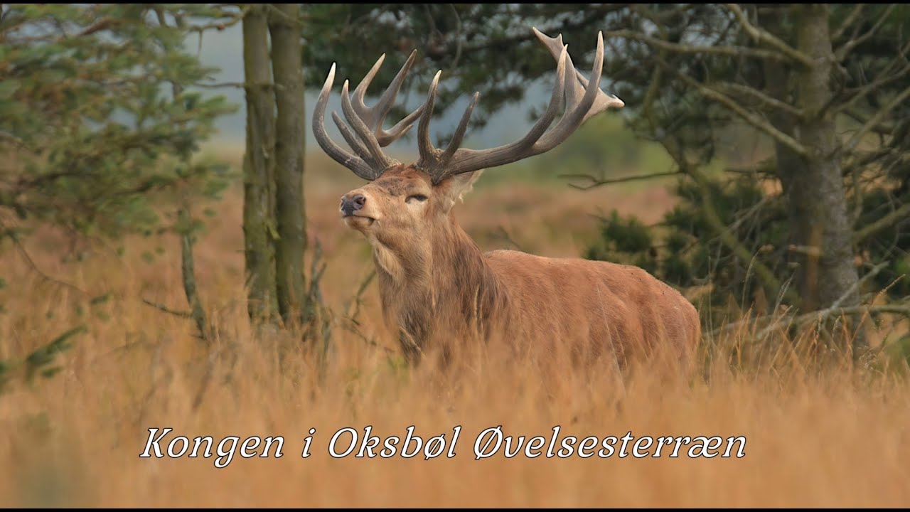 Kongen i Oksbøl Øvelsesterræn / Det Vilde Vest Ulige 18 ender / The King of Oksbøl Military Terrain
