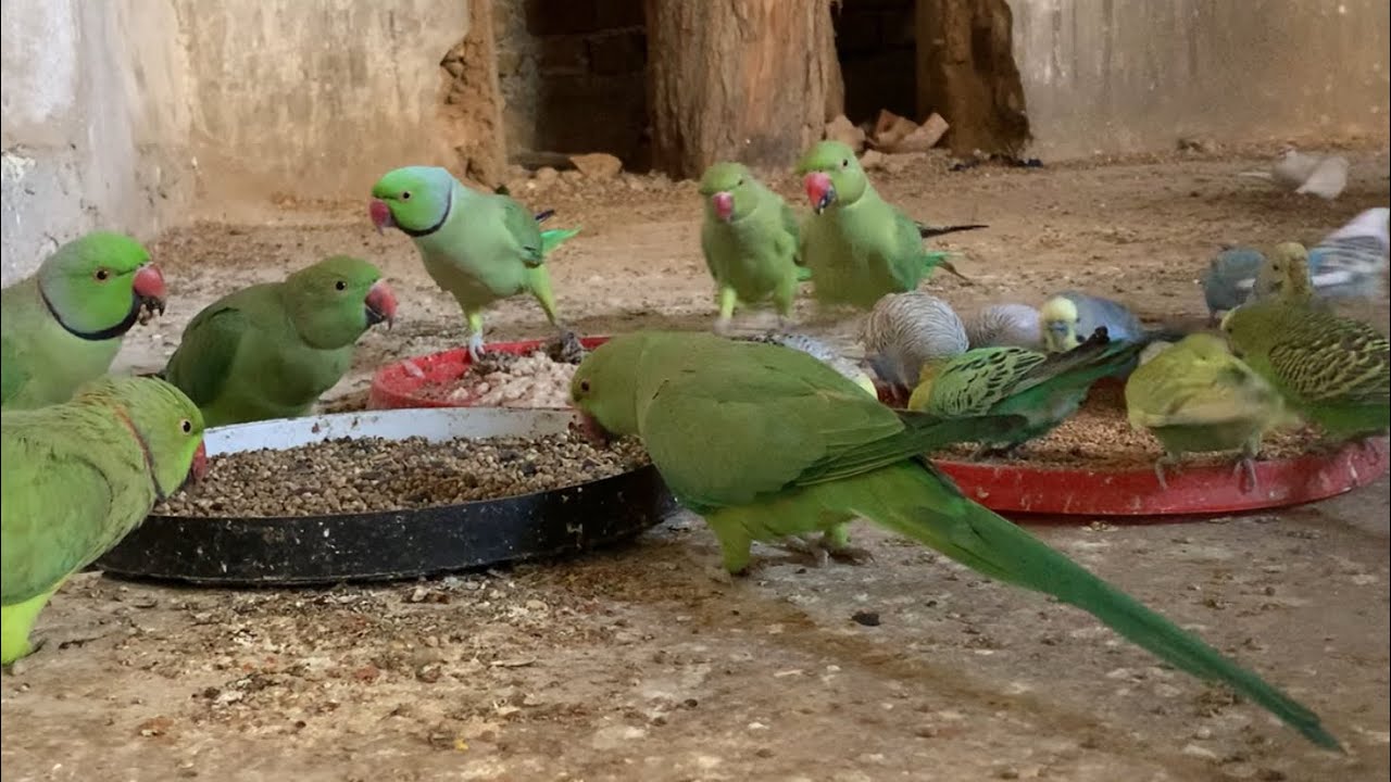 Parrots eating time Green parrots feeding time ringnike parrots eating food 