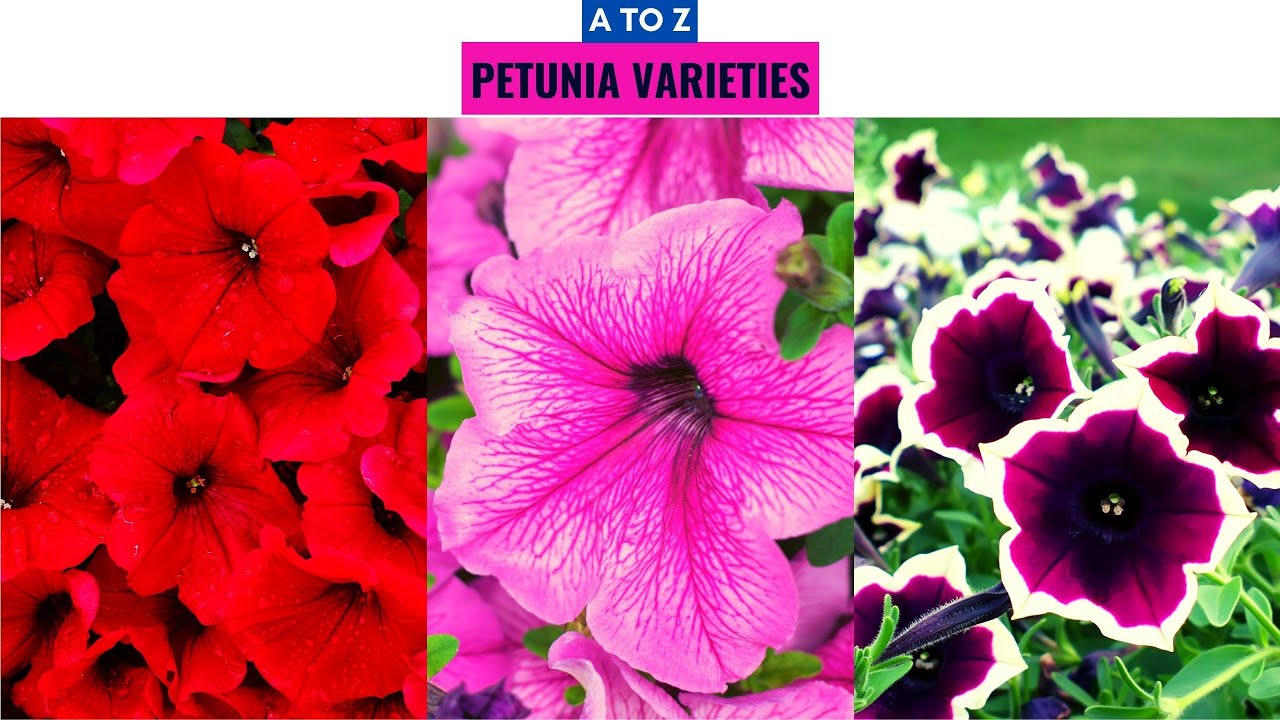 Petunia Varieties A to Z