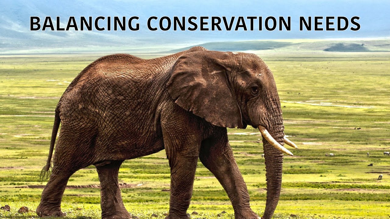 Avoiding conflict in conservation