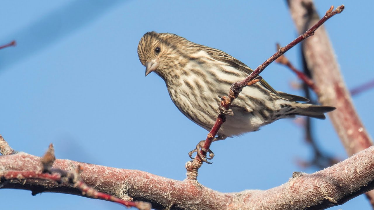 Pine Siskin Calls