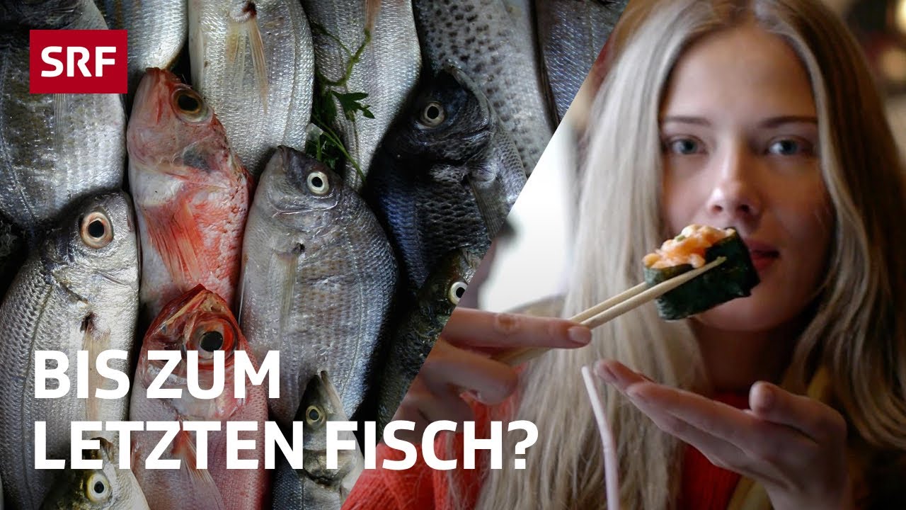 Überfischung der Weltmeere | Globale Themen erklärt | 