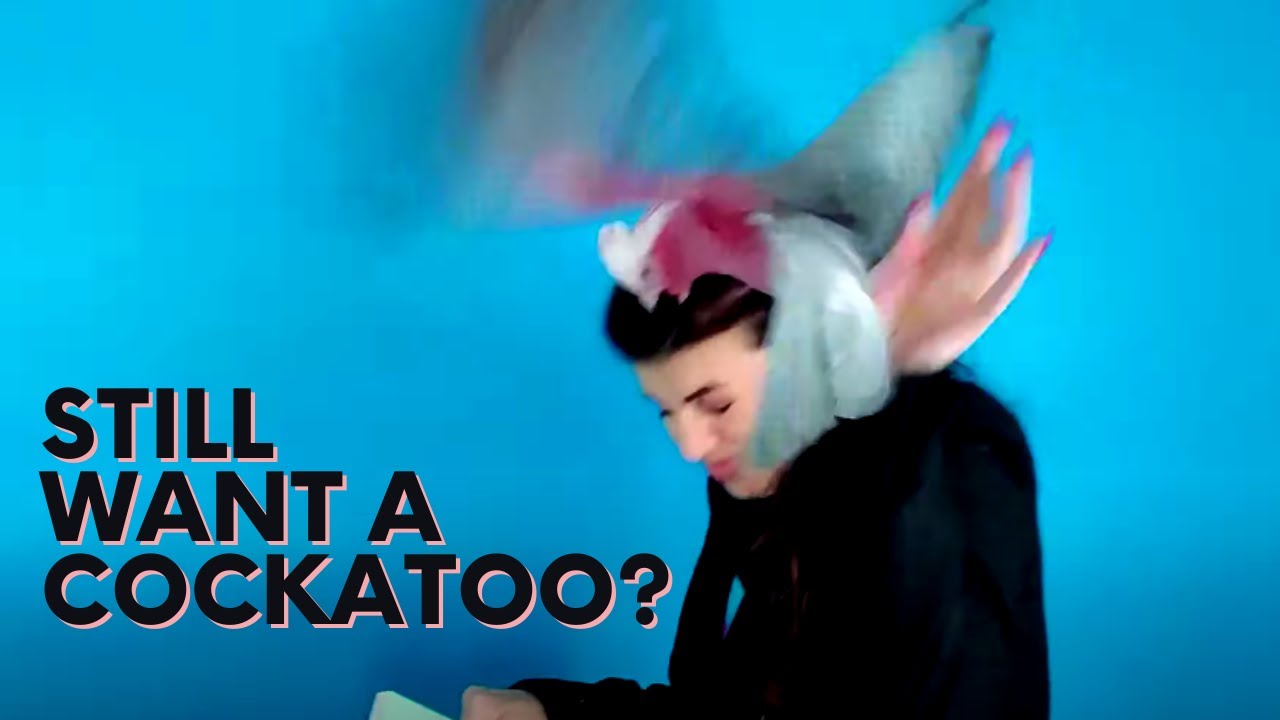 Vinny my Galah Cockatoo ATTACKED Me! (Vinny Subtitles)