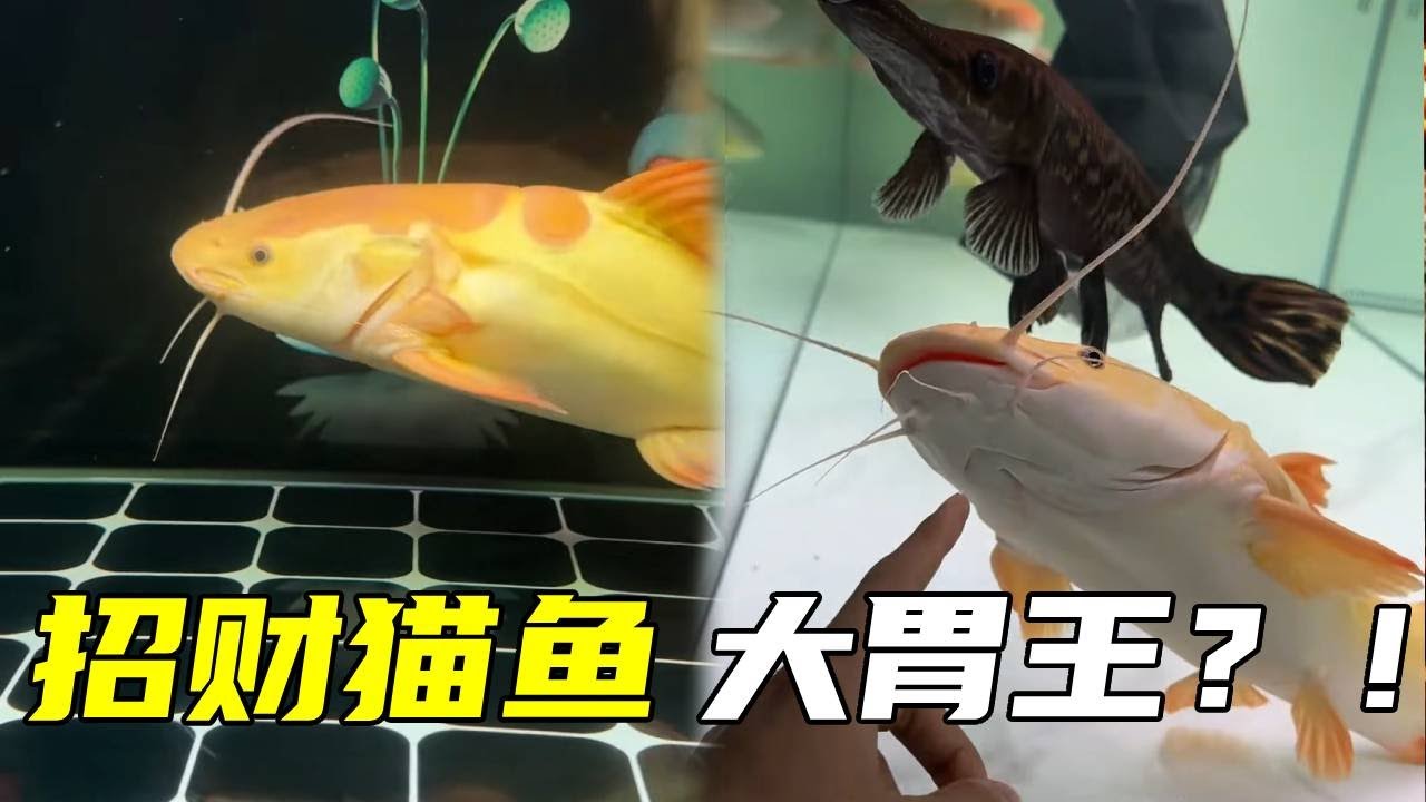 谁懂啊！黄金招财猫外号大胃王，干饭名场面来了！【鲁伟学长】