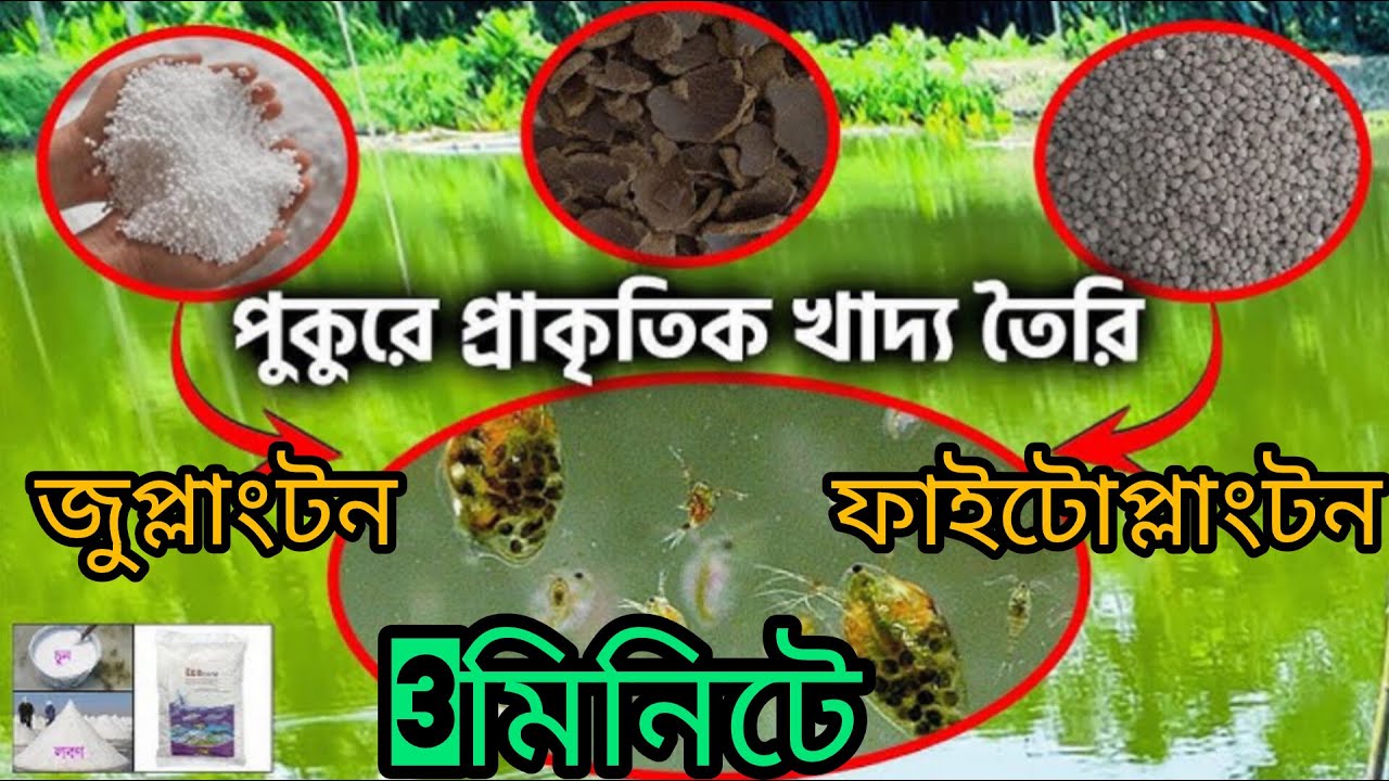 3 মিনিটে পুকুরের জল সবুজ করার কৌশল...