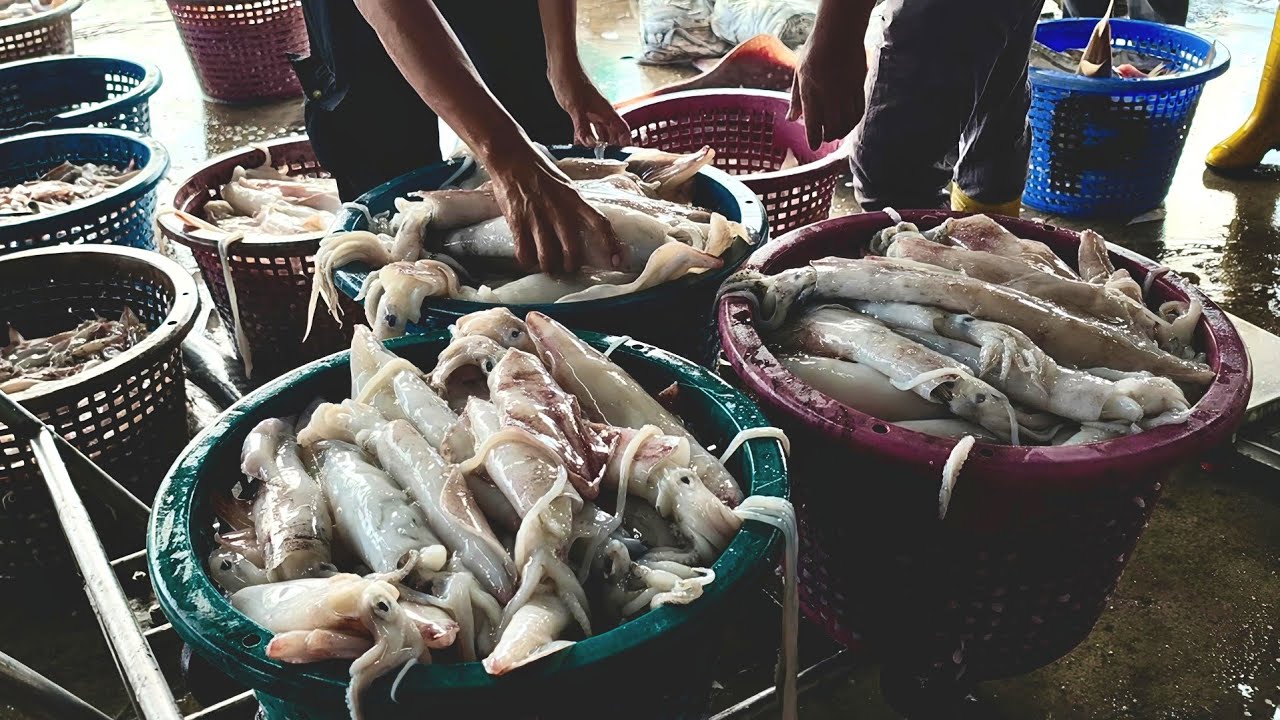 Blessings of the 25th Ramadan – Torok Squid and Needle Squid Landed at LKIM Pulau Kambing Jetty