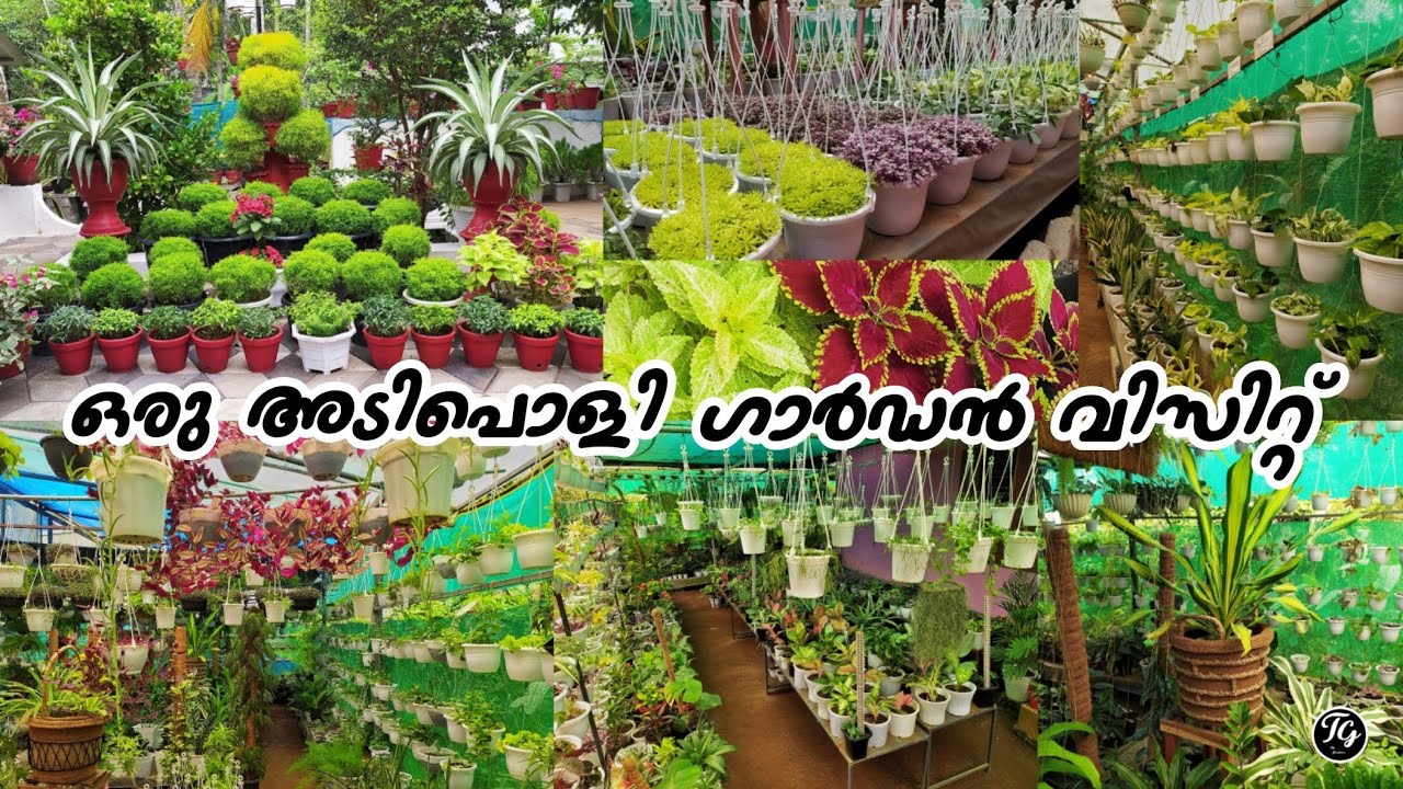 Garden Visit | Eco Paradise | Hanging plants, Foliage plants , cactus , succulents , ferns