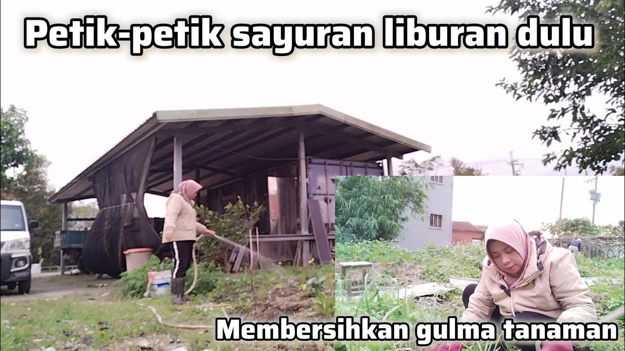 PETIK SAYURAN NYA LIBUR DULU 