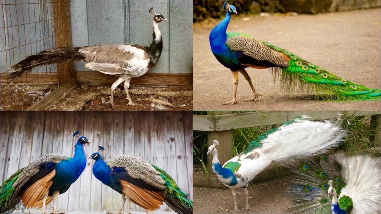 Peacock Farming, Peacock Hen Hatching Eggs, Peacock Dance, Biggest Birds Farm, Hsn Entertainment