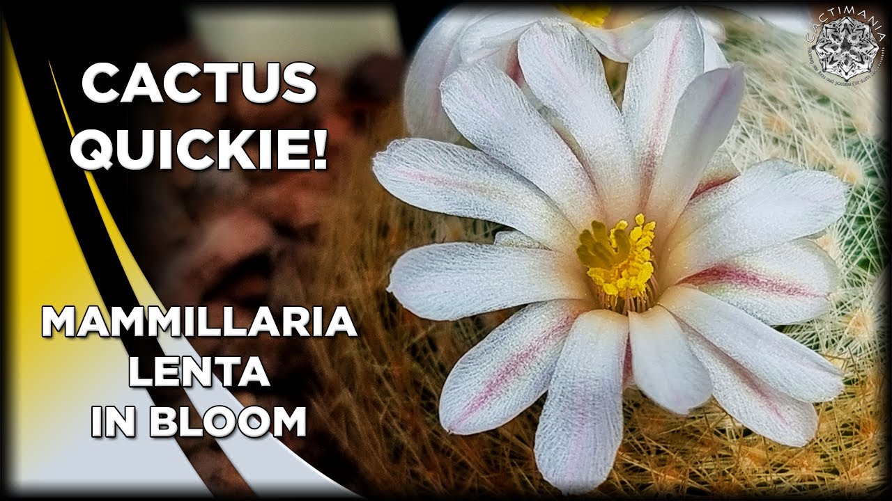 Cactus Quickie! - Mammillaria Lenta in Bloom | #Cactus & #Succulent Collection