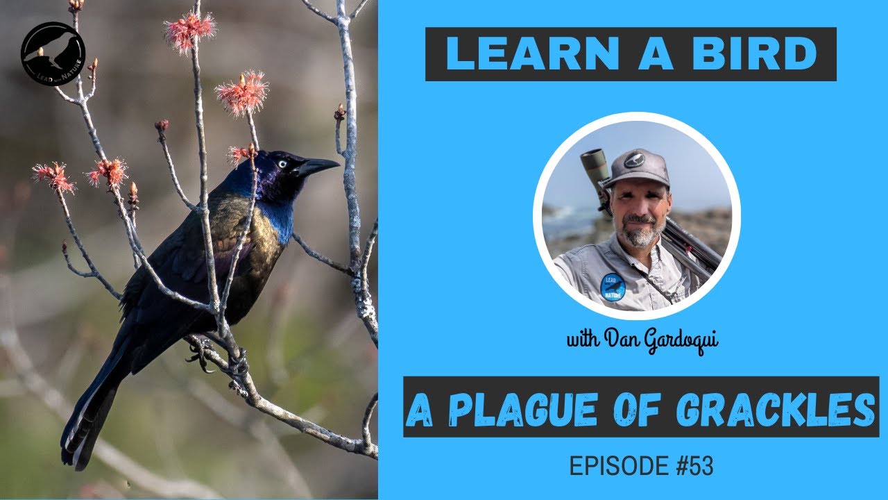 Common Grackle - Learn a Bird - Episode #53