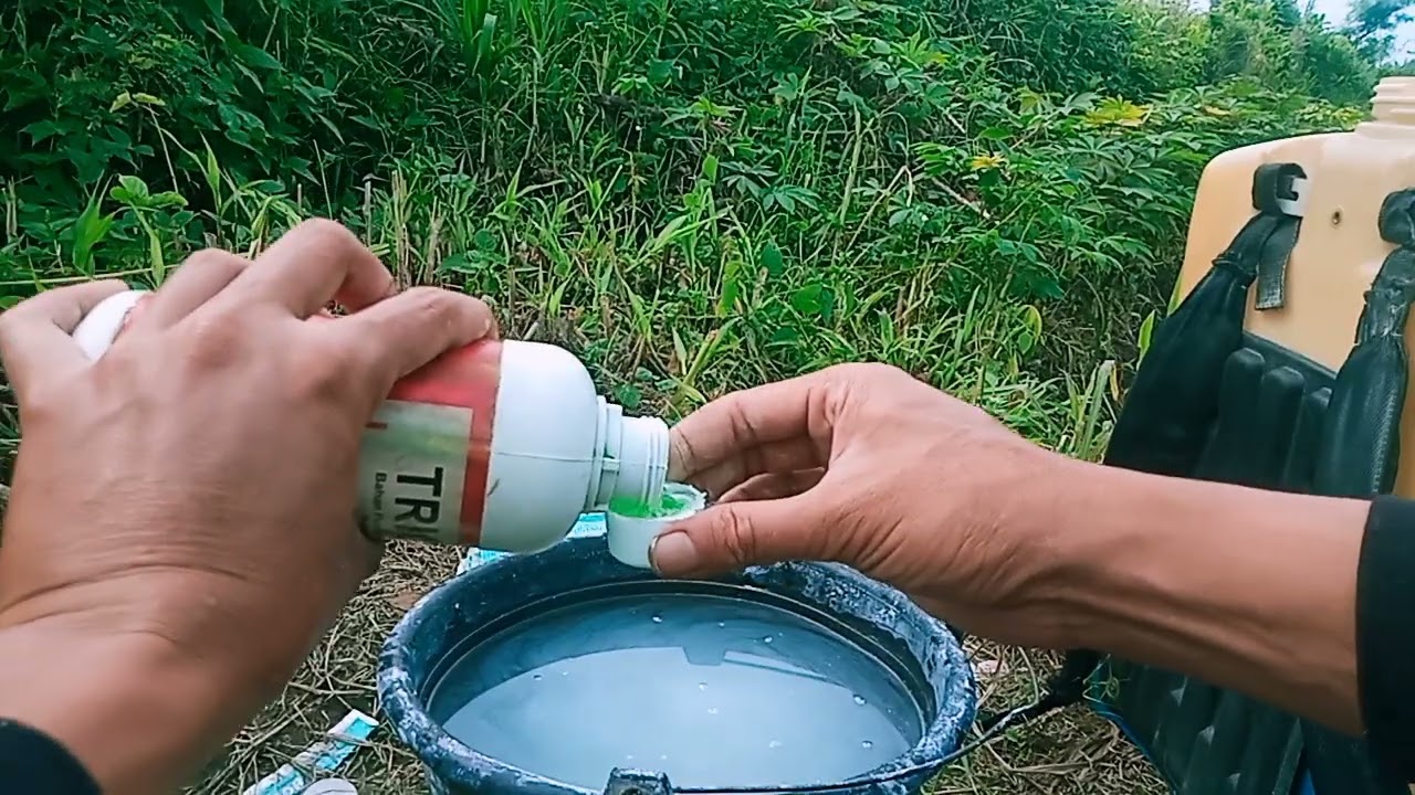 PENCEGAHAN HAMA KUTU HITAM/CABUK PADA TANAMAN KACANG PANJANG