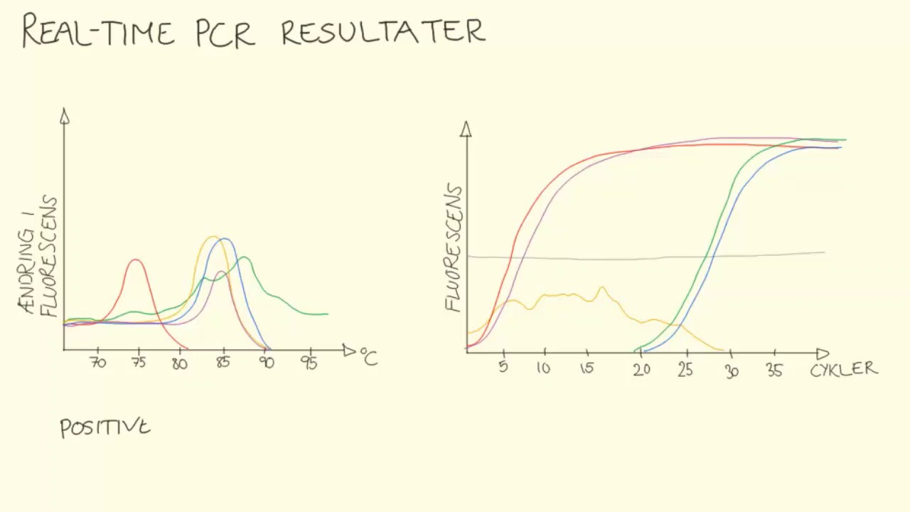 Metoder - Real-time PCR | Biotech Academy
