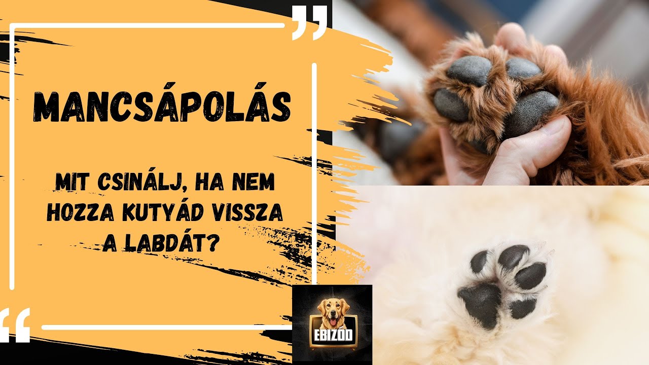 EBizód 73. rész - Mancsápolás: az egészséges kutyatappancs KépzettEB(b): Miért nem hozza vissza?