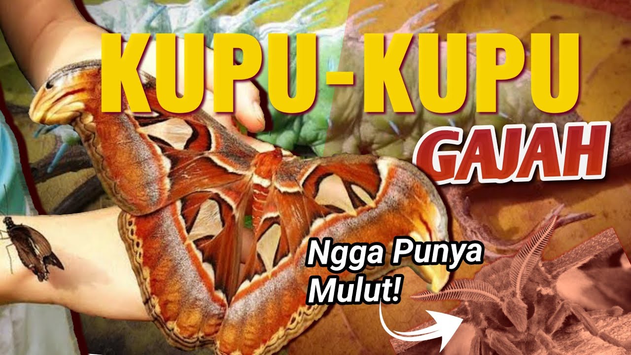 FAKTA KUPU-KUPU GAJAH! KUPU-KUPU TERBESAR DI DUNIA | Attacus Atlas