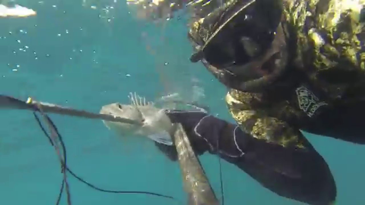 le loup/bar
