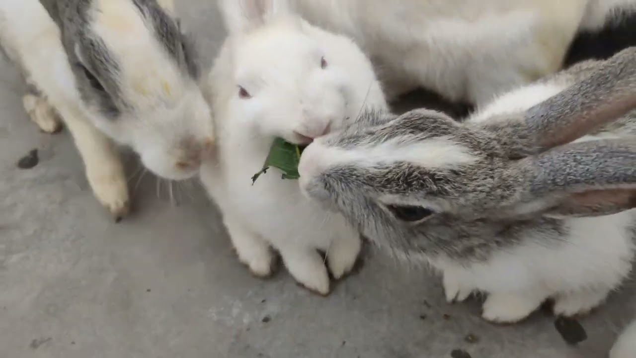 Cute Rabbits Aaj Bhi Thandi Guys Aur chinky Ne 3 feat Unchi  jump ki Chamki #cuterabbit #youtube