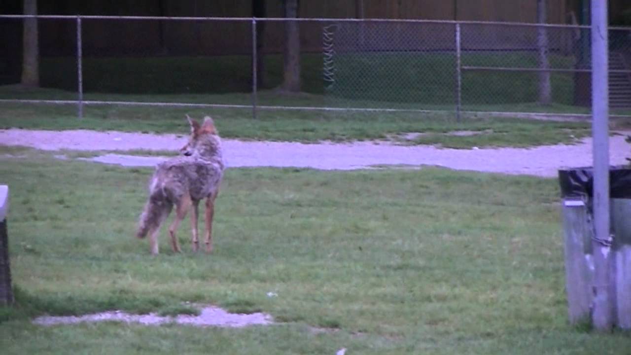 Coyote Pups Unintentionally Sealed Under School Portable