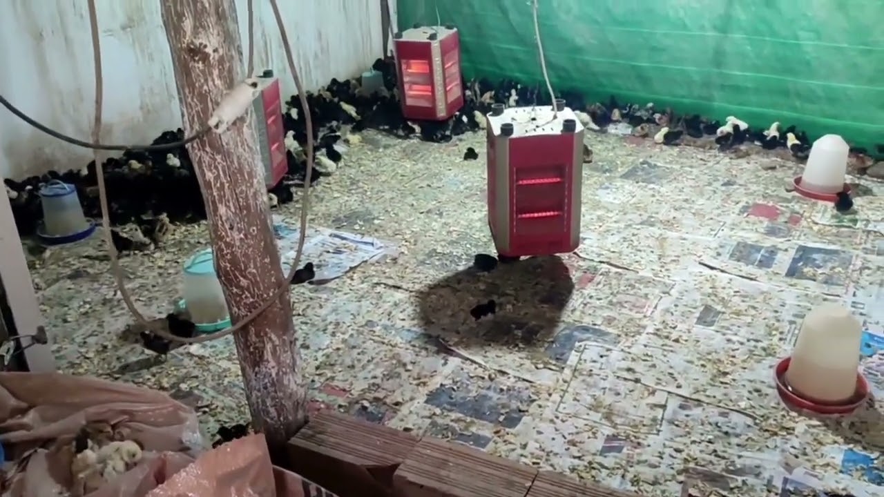 متوفر فلوس خليط سلالات للبيع مدينة سيدي سليمان غرب واخد جميع تلقيحات تواصل0710176620 