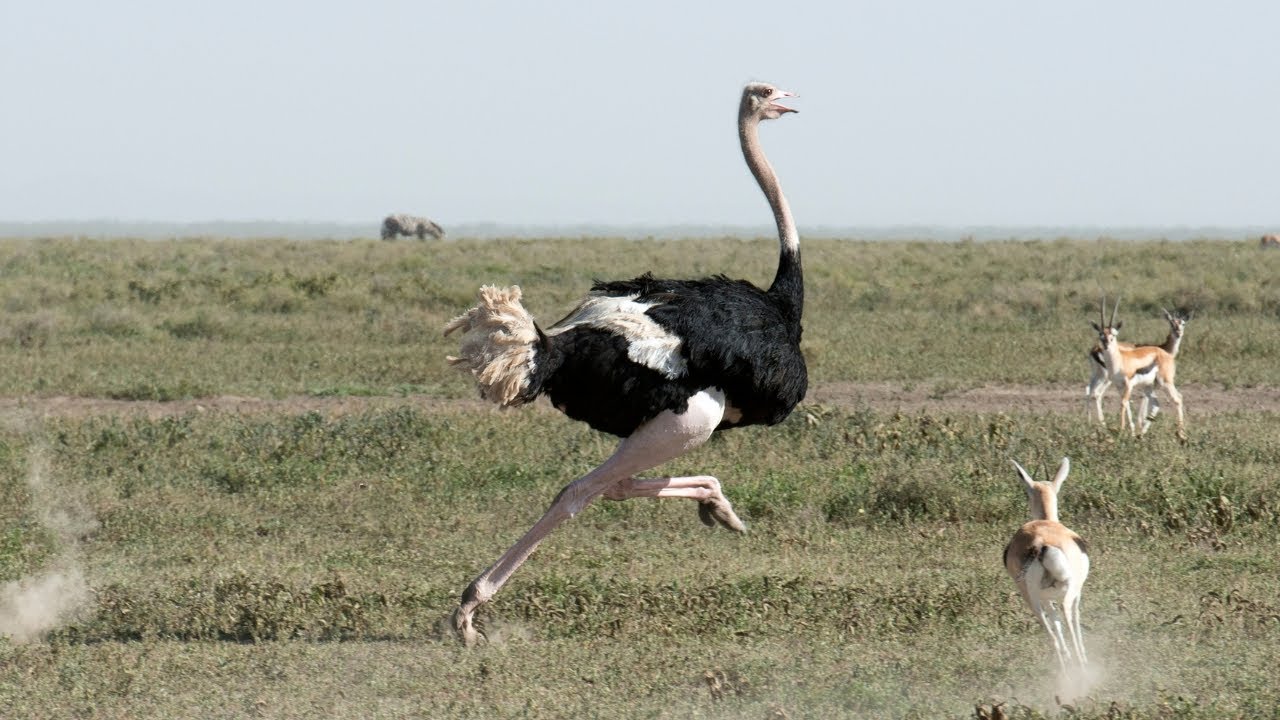 Meet the Ostrich!  Fun Facts for Kids