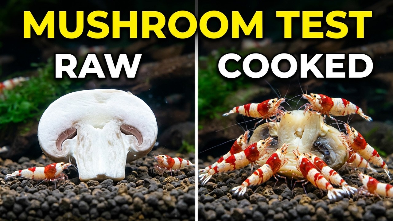 How To Feed Shrimp Mushrooms – Shrimp VS Mushroom Experiment