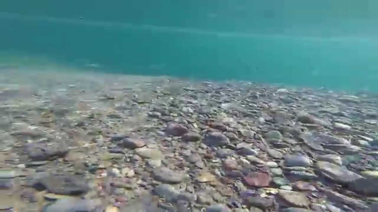 lake McDonald Fish