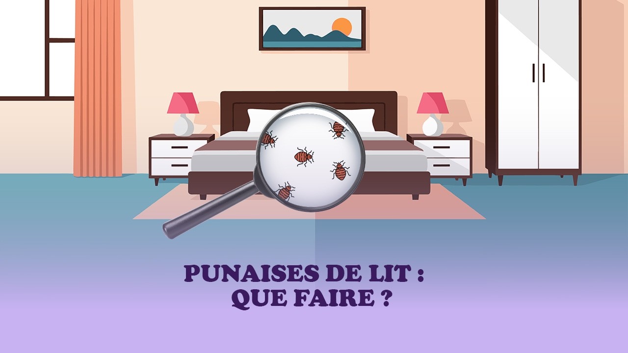 Lutter contre les punaises de lit