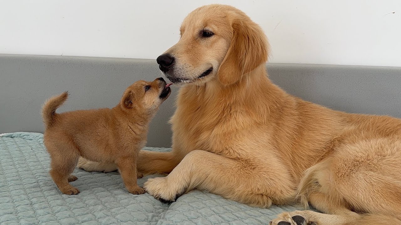 Golden Retriever: This Shiba Inu puppy fell in love with me the first time we met!