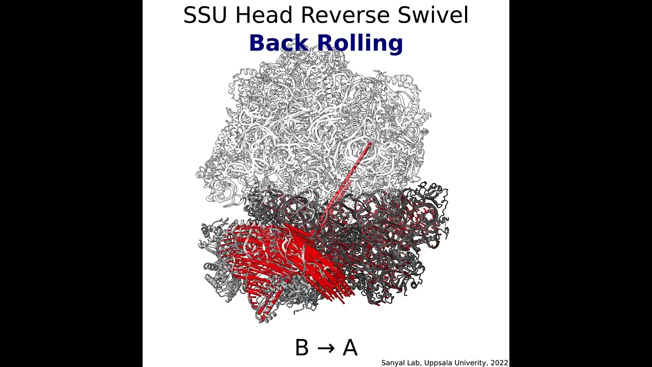 Giardia Ribosome Dynamics - Subunit ROTATION and ROLLING