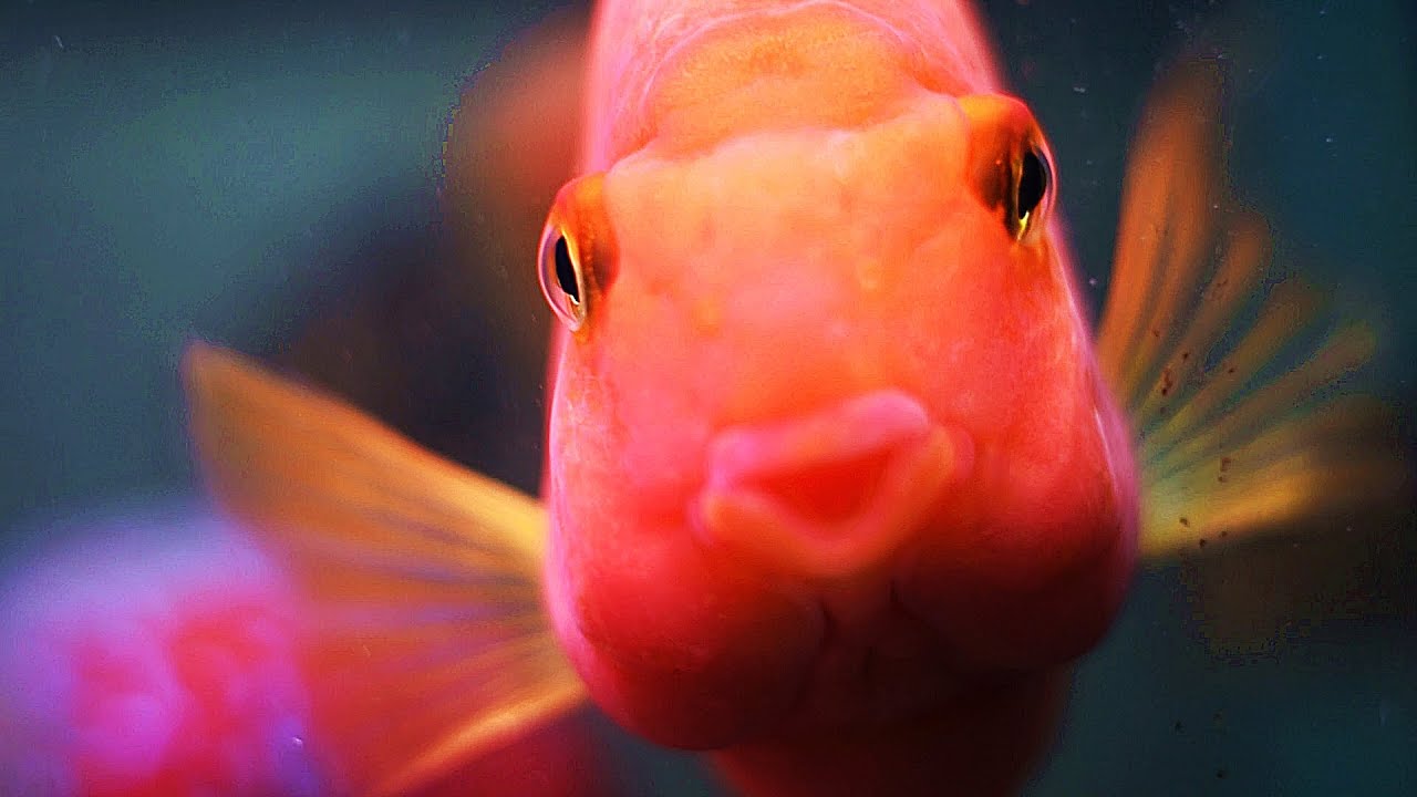 Get Blood Parrots. Here's Why.