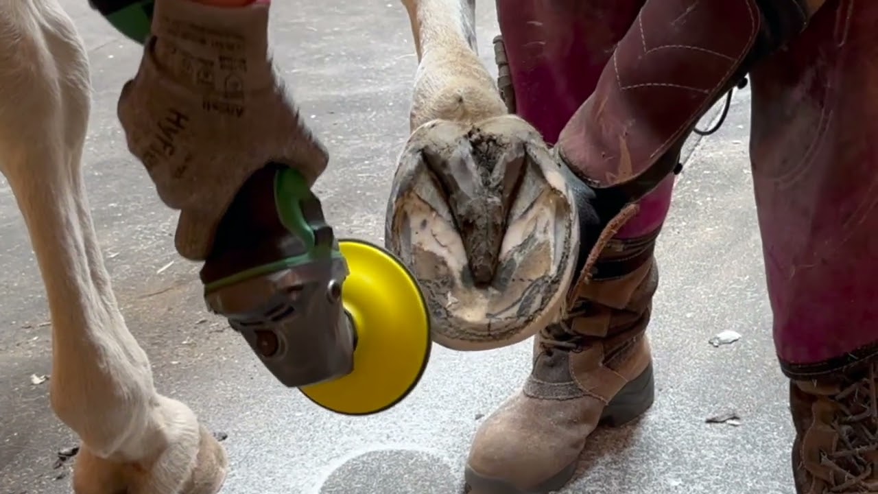 Hoof Trimming with a Grinder!  Fast and Easy!