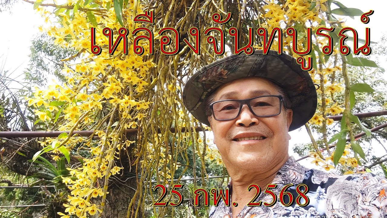 กล้วยไม้เหลืองจันทบูรบาน ถ่าย เมื่อ 25 กพ 2568 ที่สวนผลไม้ โป่งน้ำร้อน จันทบุรี#anankemthong