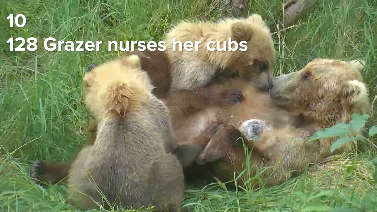Top Ten  EPIC Bear Cam Moments of 2021