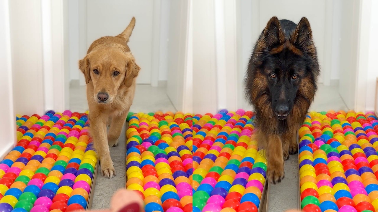 My Dogs Try The Hardest Ball Pit Challenge We've EVER MADE!