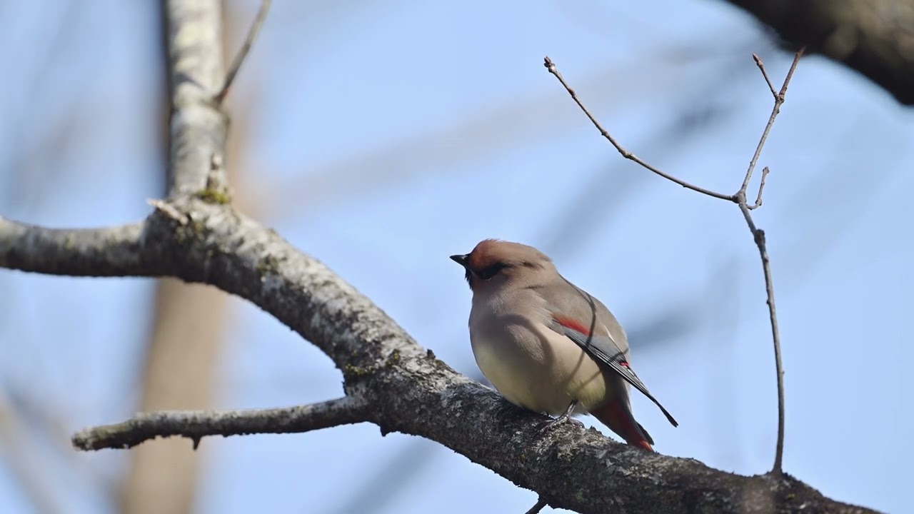 ヒレンジャク　No2291 2359